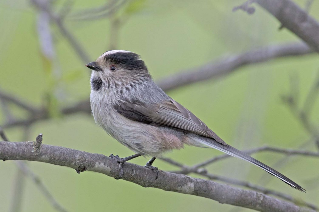 Long-tailed Tit