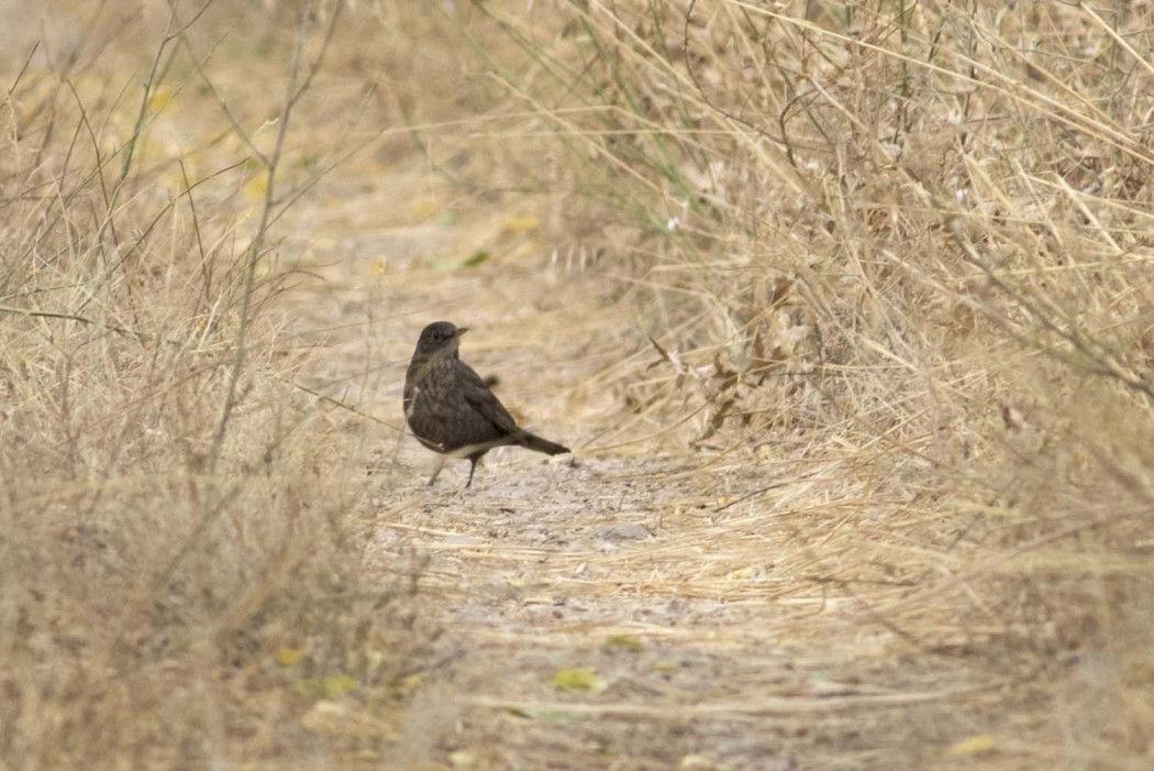 Common Blackbird
