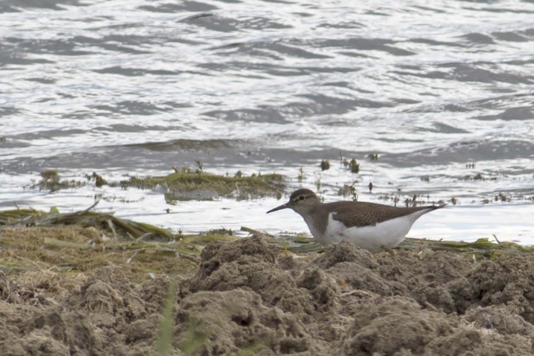 Common Sandpiper