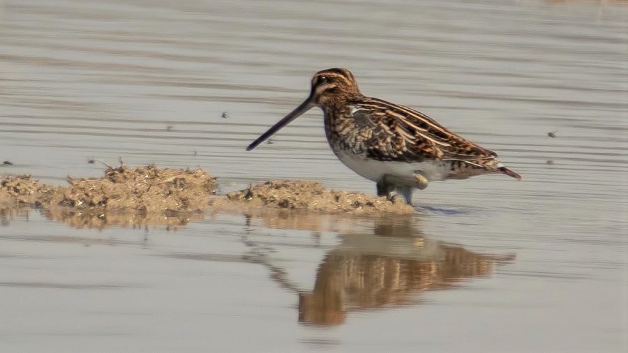 Common Snipe