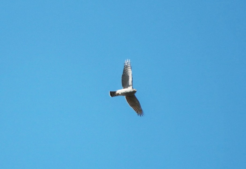 Northern Goshawk
