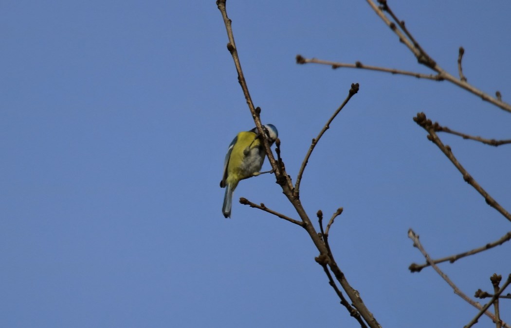 Eurasian Blue Tit