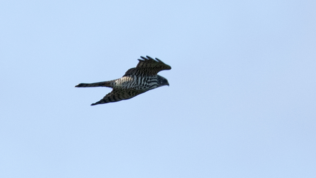 Levant Sparrowhawk