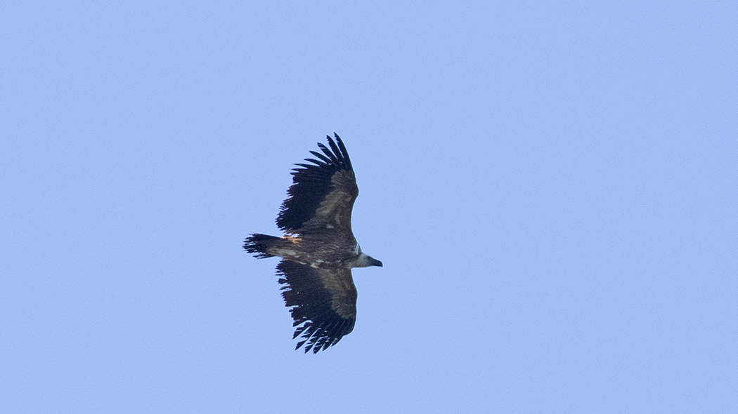 Griffon Vulture