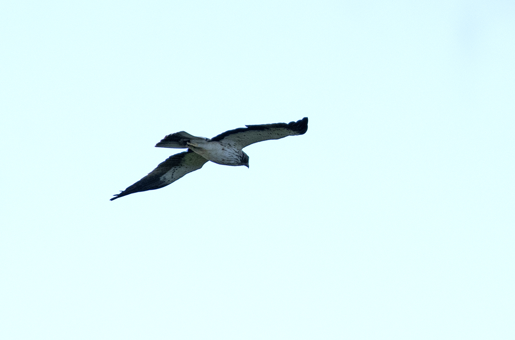 Booted Eagle