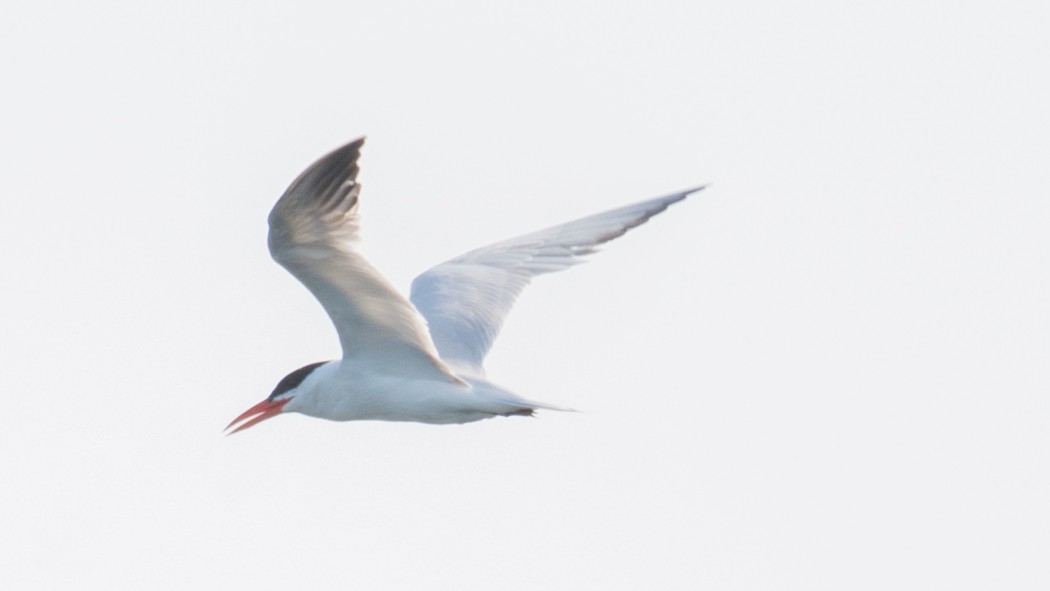 Caspian Gull