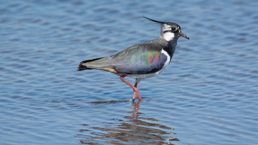 Northern Lapwing