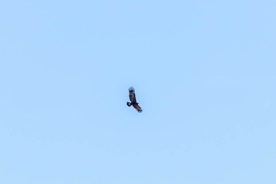 Lesser Spotted Eagle