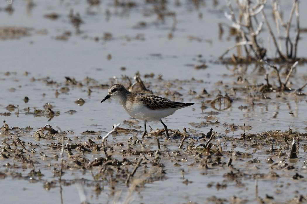 Little Stint