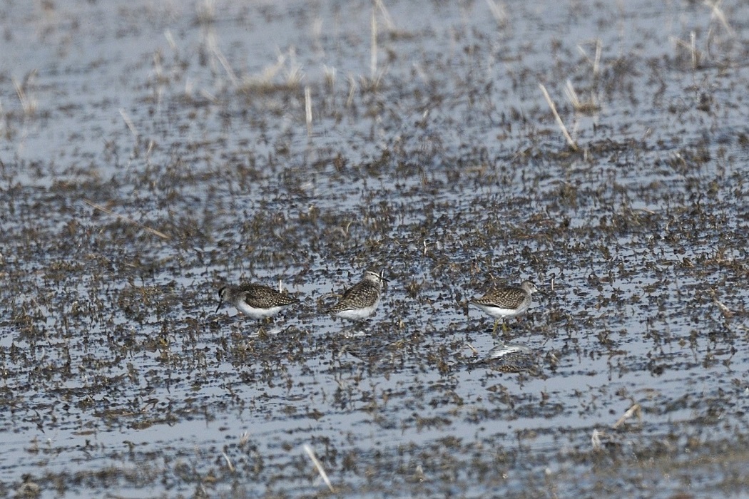 Wood Sandpiper