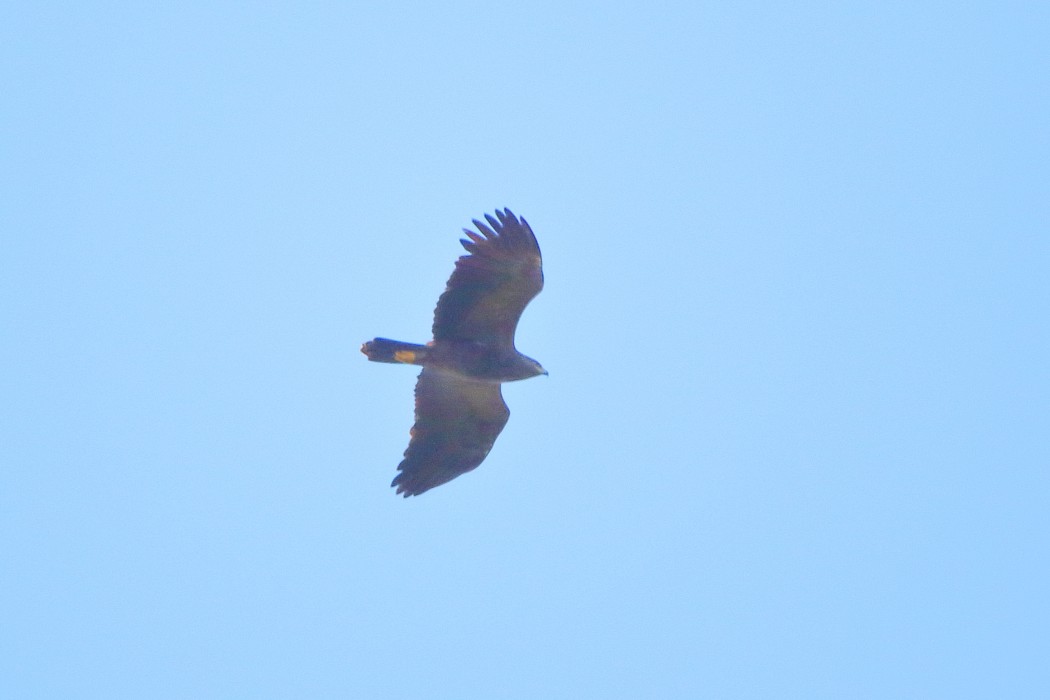 Lesser Spotted Eagle
