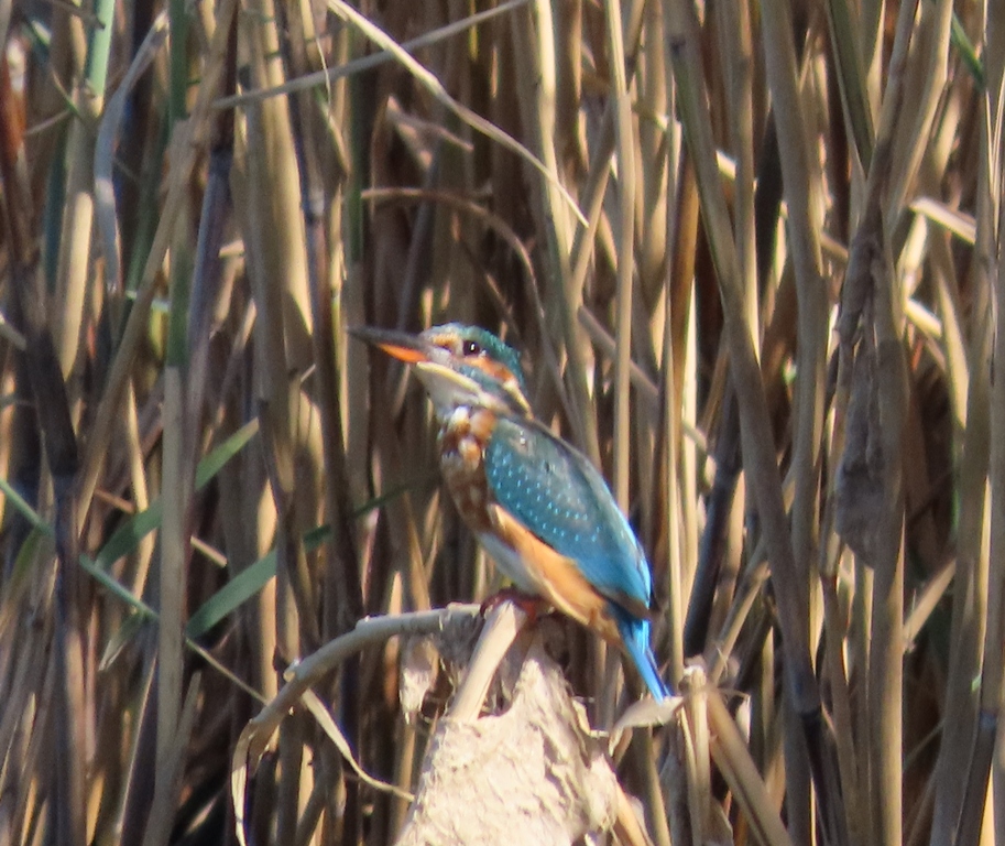 Common Kingfisher