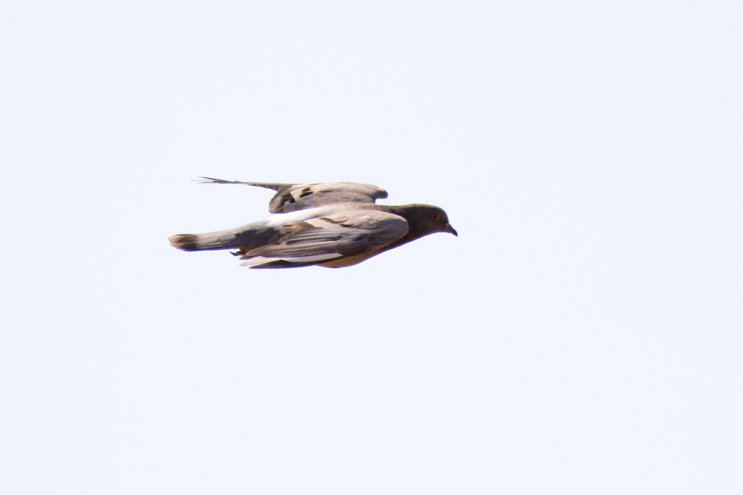 Rock Dove