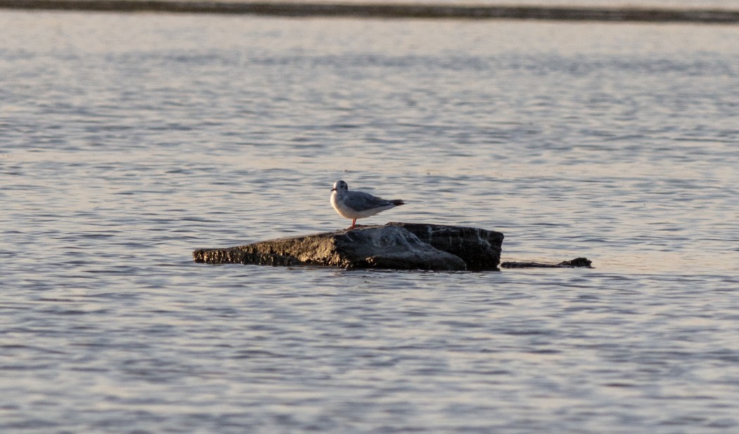 Little Gull