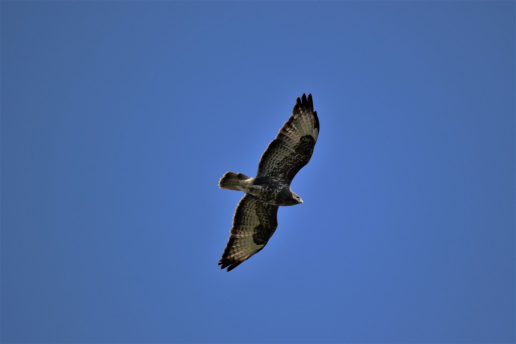 European Honey Buzzard