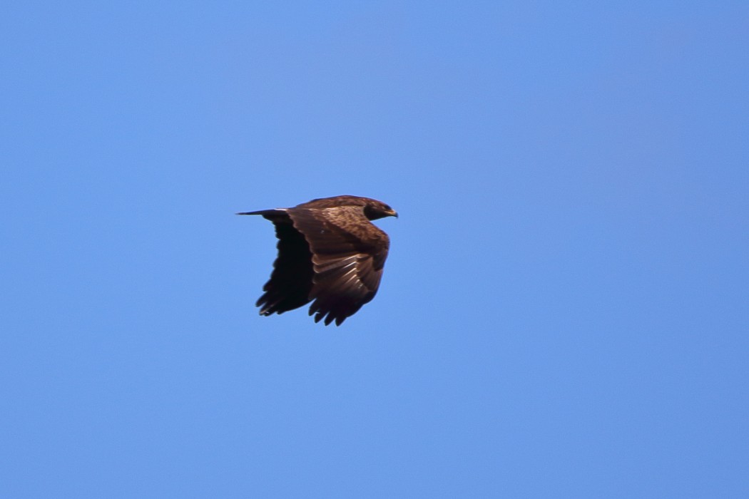 Greater Spotted Eagle