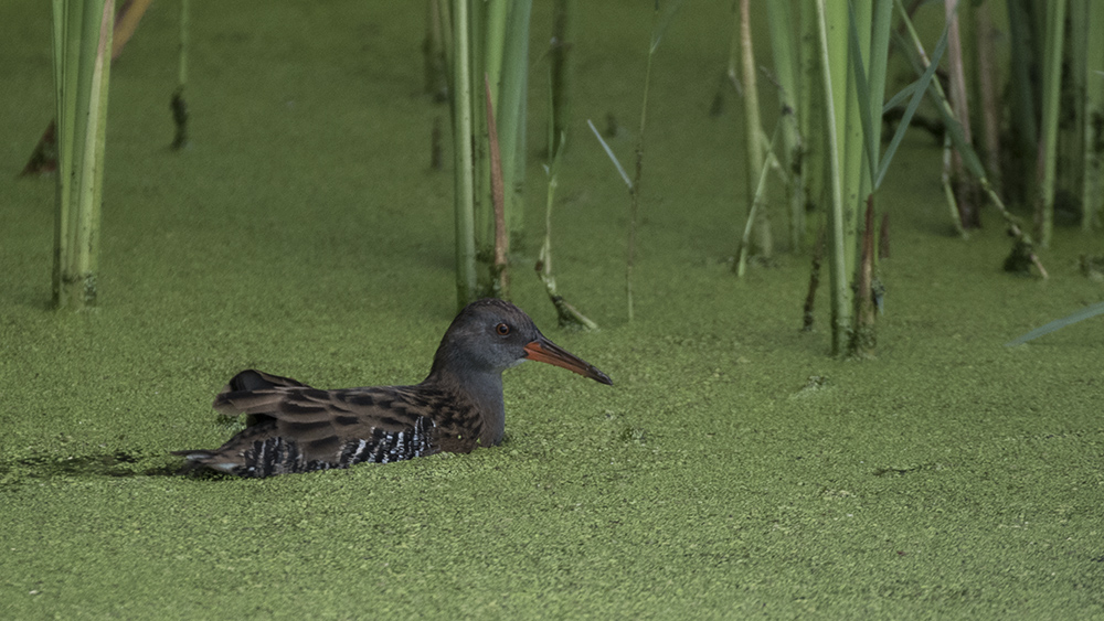 Water Rail