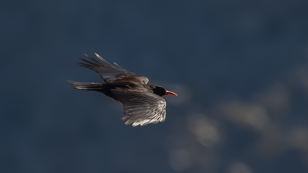 Red-billed Chough