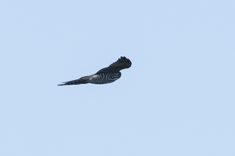 Levant Sparrowhawk