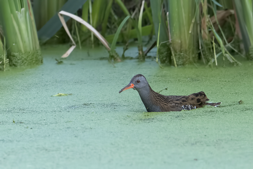 Water Rail