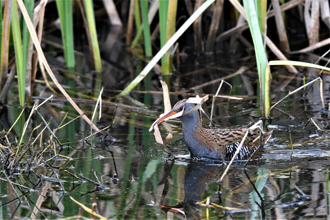 Water Rail