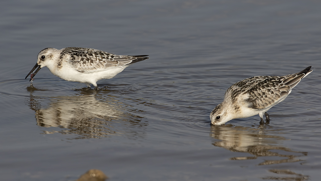 Sanderling