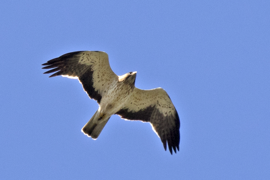 Küçük Kartal