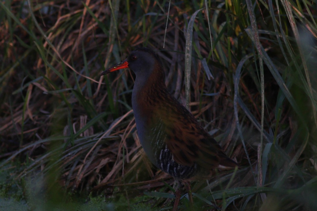 Water Rail