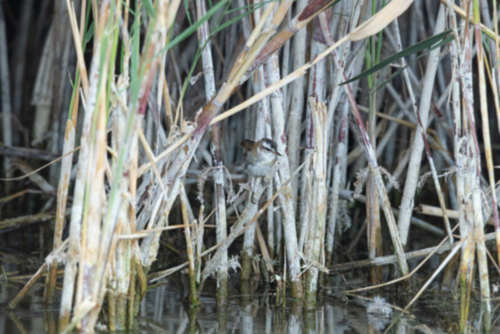 Moustached Warbler