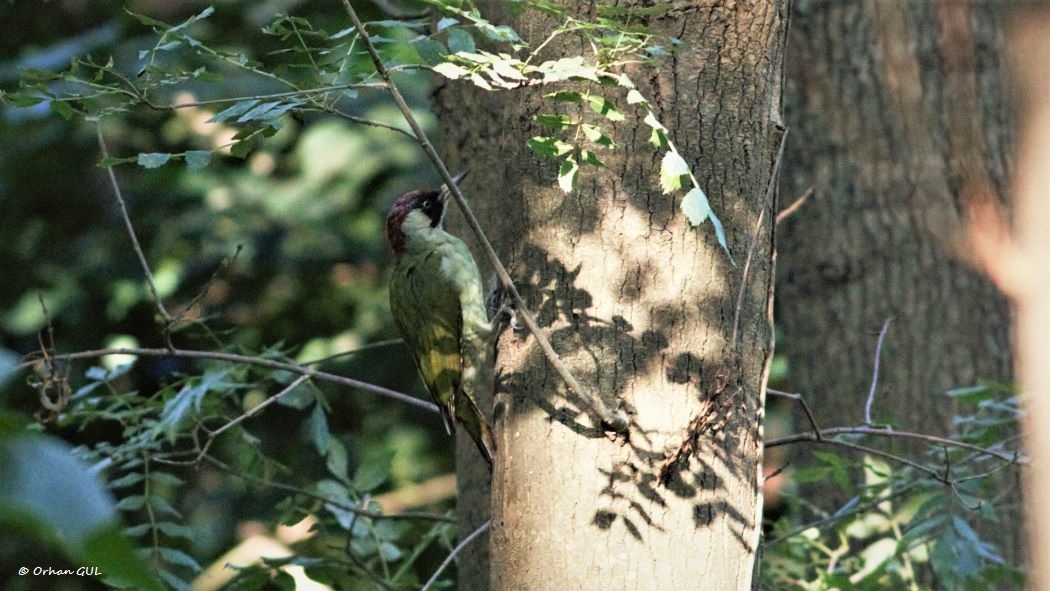 European Green Woodpecker