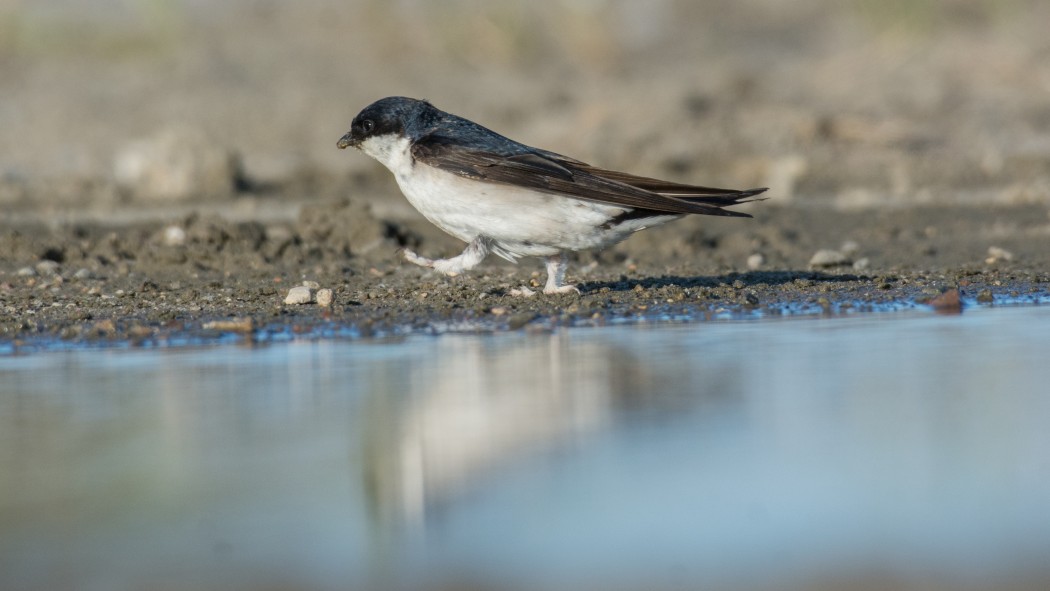 Western House Martin