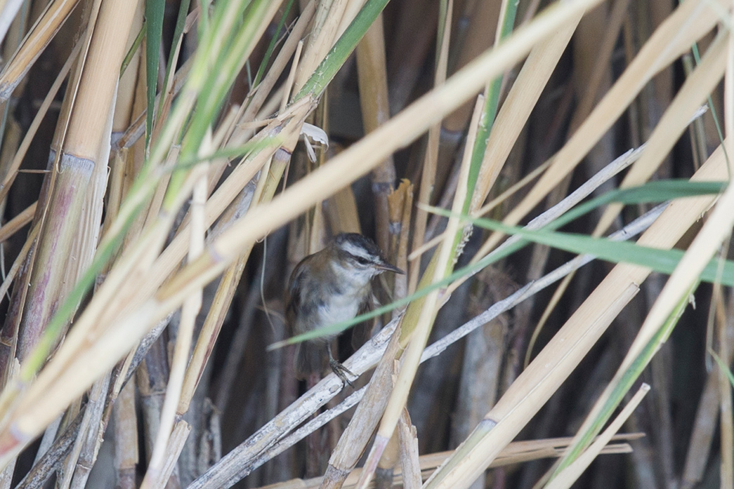 Moustached Warbler