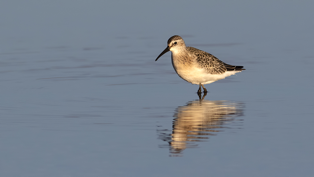 Curlew Sandpiper