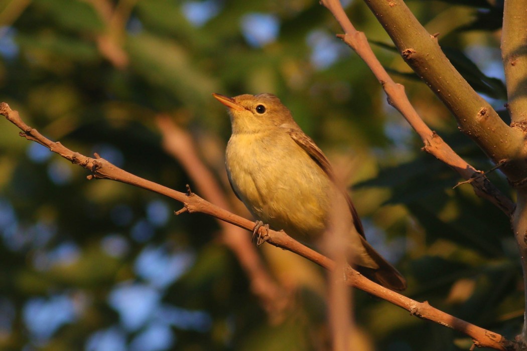 Icterine Warbler