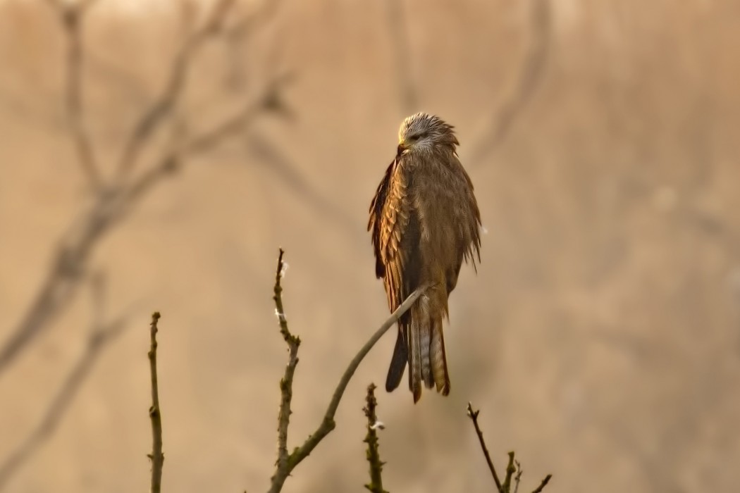 Red Kite