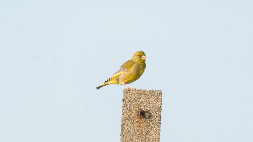European Greenfinch