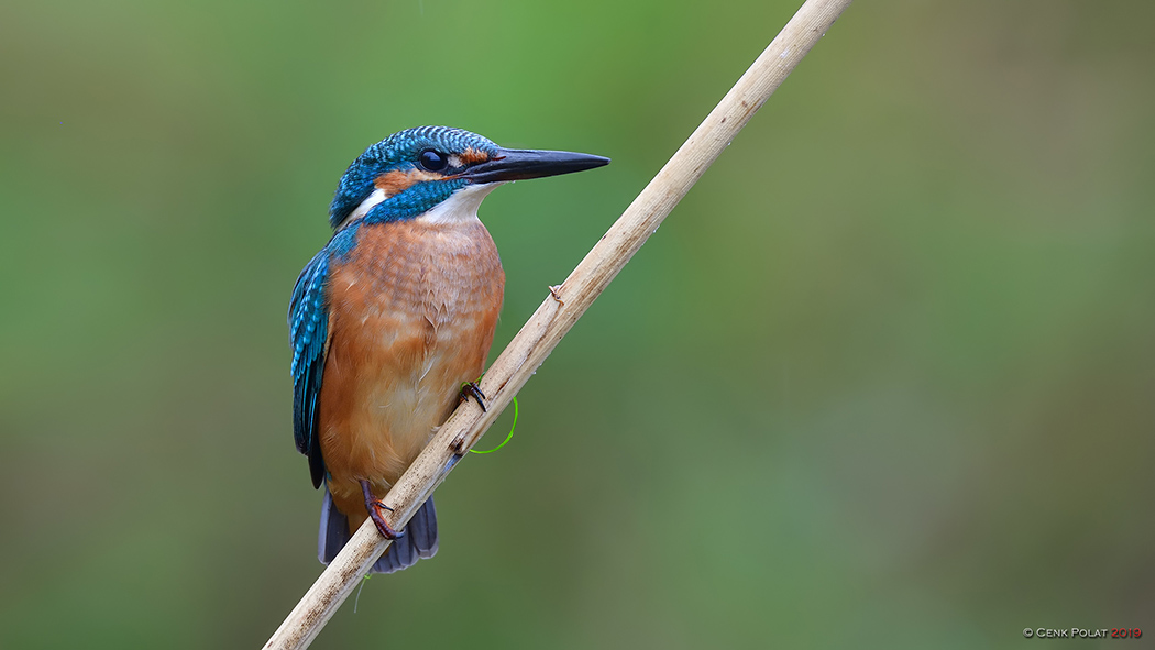 Common Kingfisher