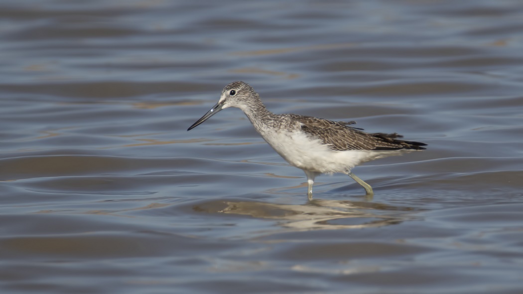Marsh Sandpiper