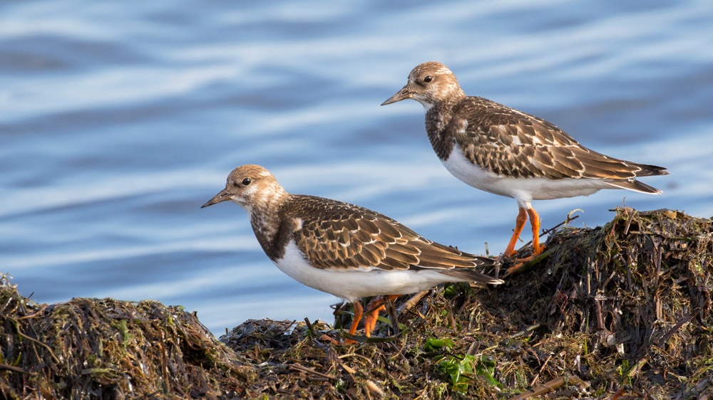Ruddy Turnstone