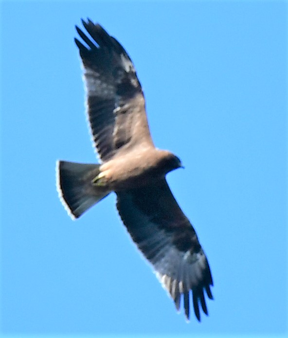 Booted Eagle