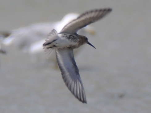 Dunlin