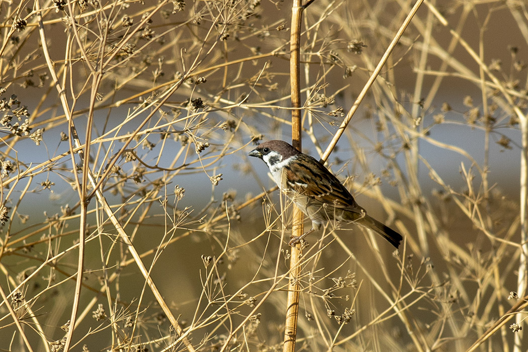 Eurasian Tree Sparrow