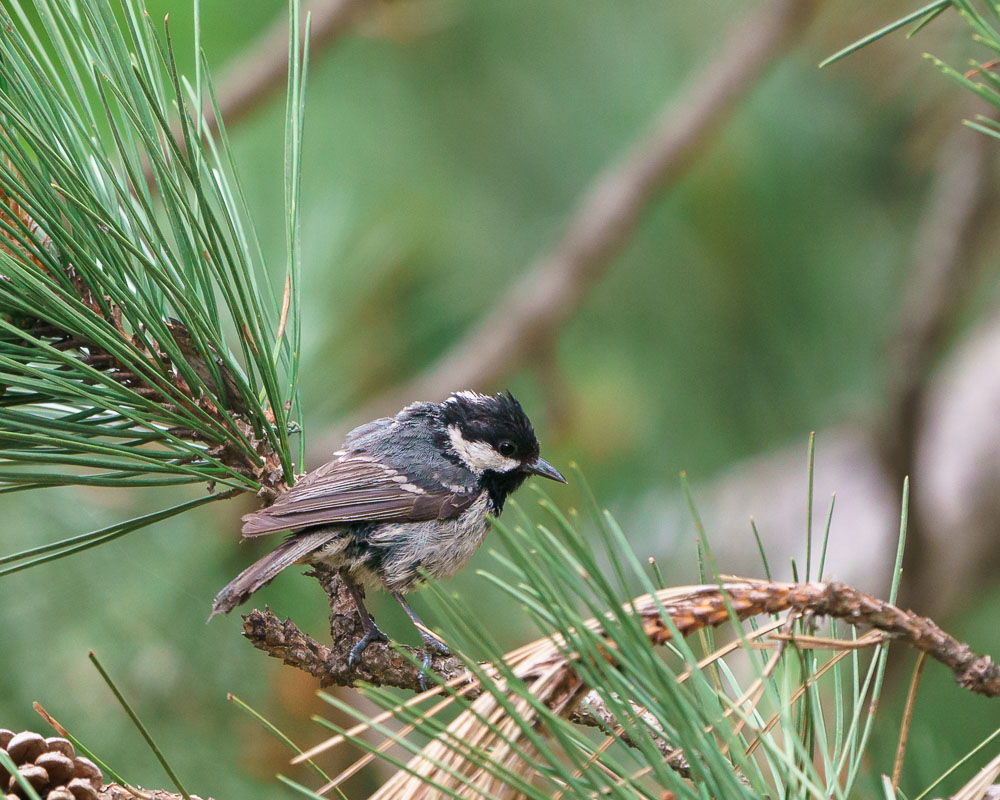 Coal Tit