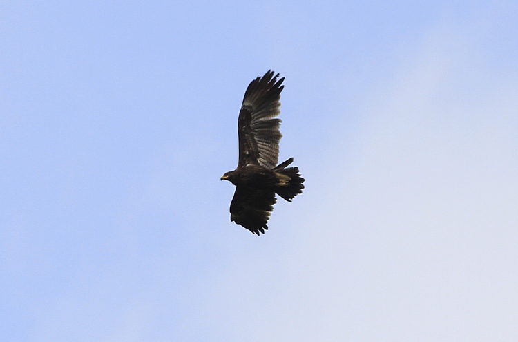 Greater Spotted Eagle
