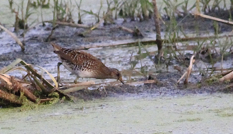 Spotted Crake