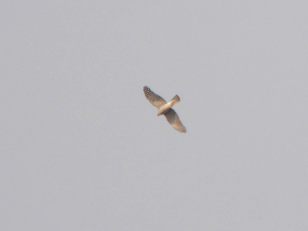 Eurasian Sparrowhawk