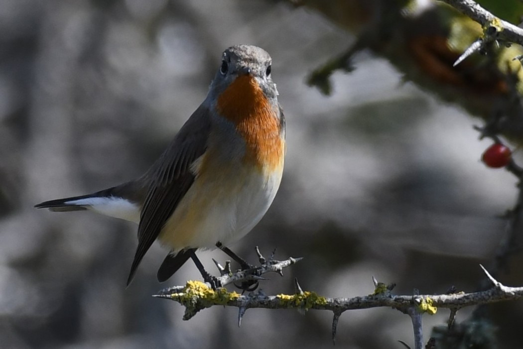 Red-breasted Flycatcher