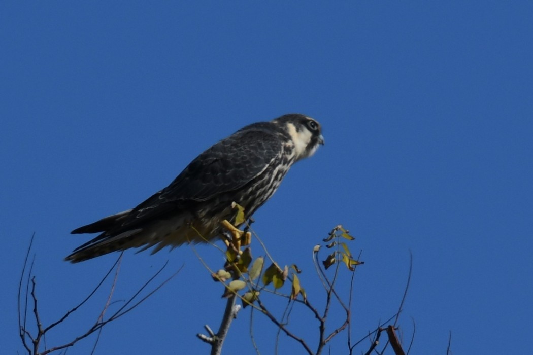 Eurasian Hobby