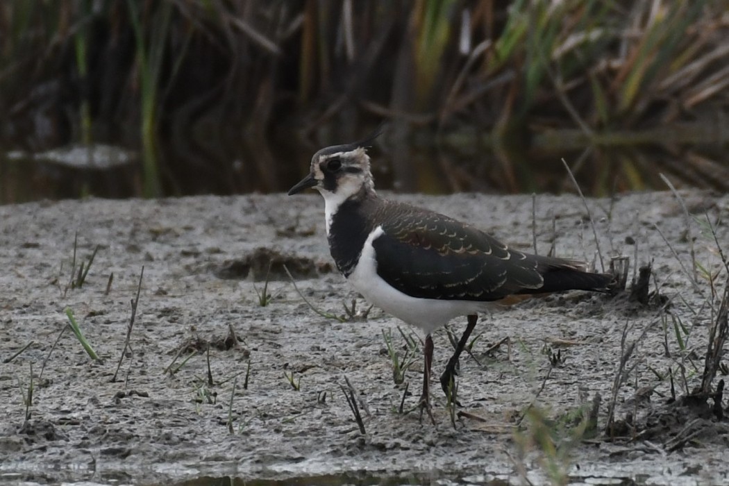 Northern Lapwing