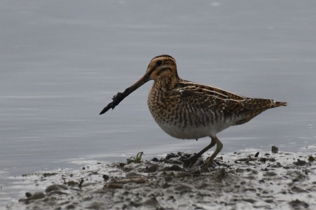 Common Snipe
